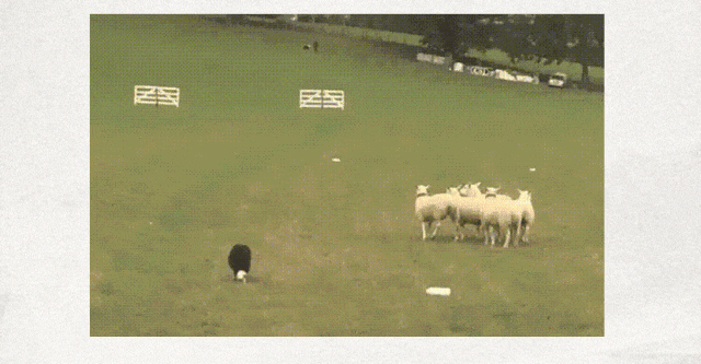 为什么牧羊犬天生就能指挥羊群进退？