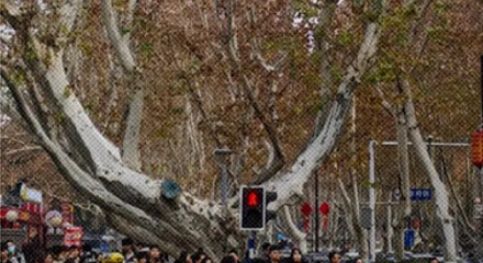 为什么南京的法国梧桐都「劈个大叉」？