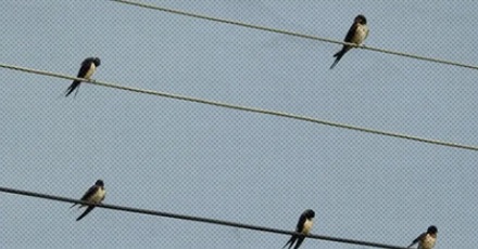 为什么电线上的鸟喜欢面朝同一个方向站？