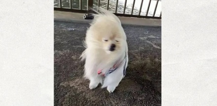 为什么电线上的鸟喜欢面朝同一个方向站？