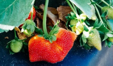 奇形怪状的草莓是打了药的吗？能不能吃？