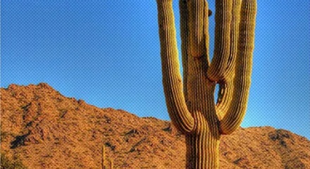 在沙漠里快渴死了，真的能削个仙人掌吃吗？