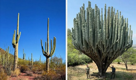 在沙漠里快渴死了，真的能削个仙人掌吃吗？