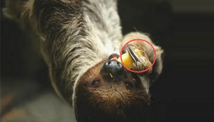 树懒为啥要冒着生命危险下树拉屎？在树上拉不行吗？