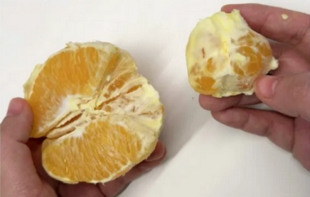 为什么说全世界的脐橙都来自同一棵树？