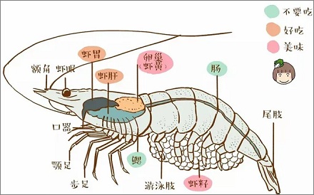 同属节肢动物，为何大多数人吃虾不吃虫？