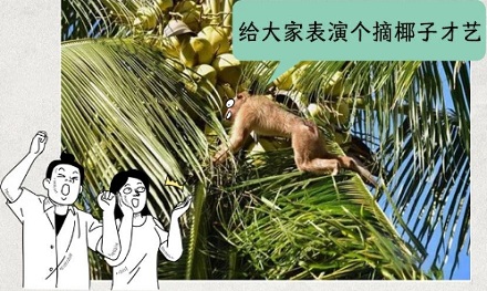 为啥椰子水包装上要画着禁止猴子的标志？