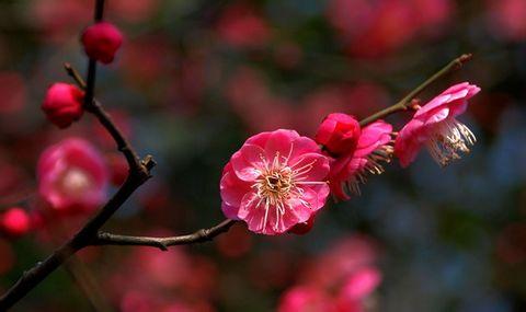 腊梅其实不是梅花