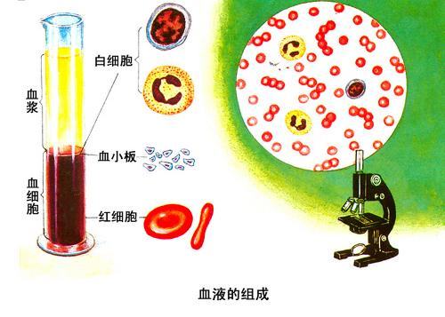 人体血液冷知识10则