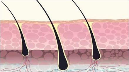 人体的毛囊会轮番休息？