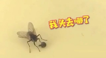 为什么苍蝇要把自己的头拧下来？是好玩吗？